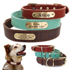 Personalized dog collars with nameplate featuring ID tags in brown, teal, and red colors for medium to large dogs